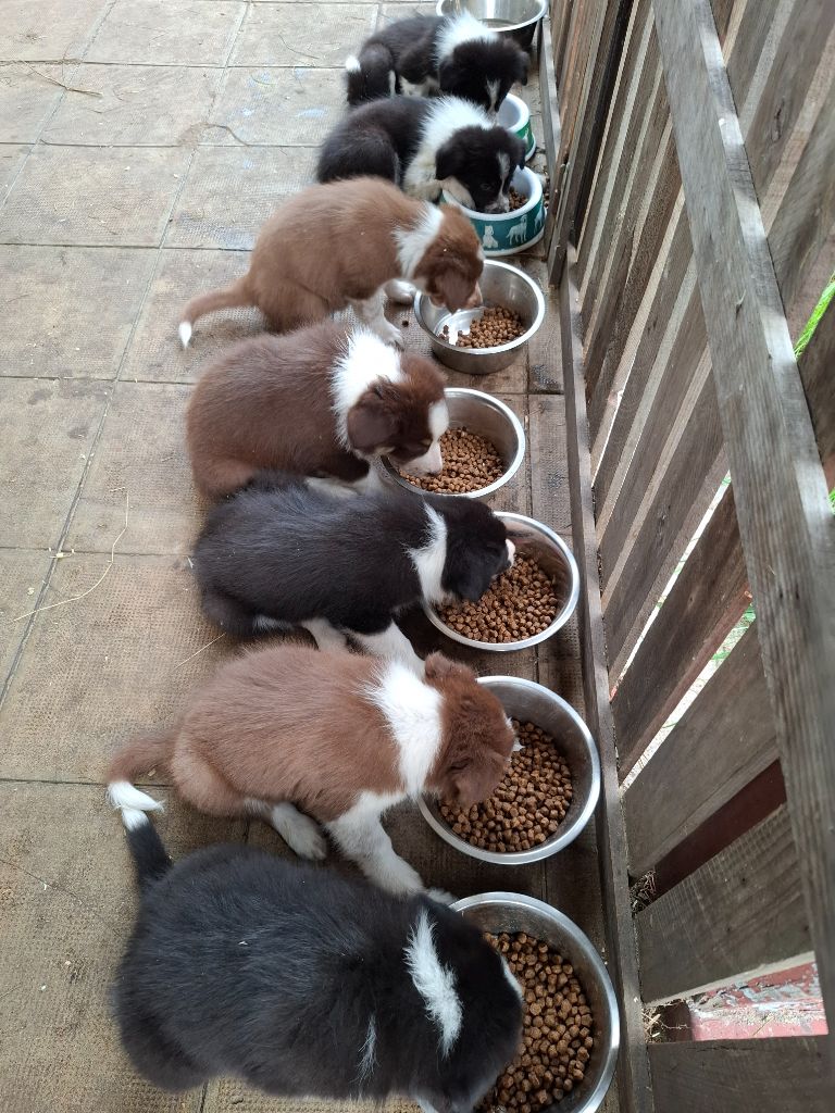 chiot Border Collie De l'airial du bosque