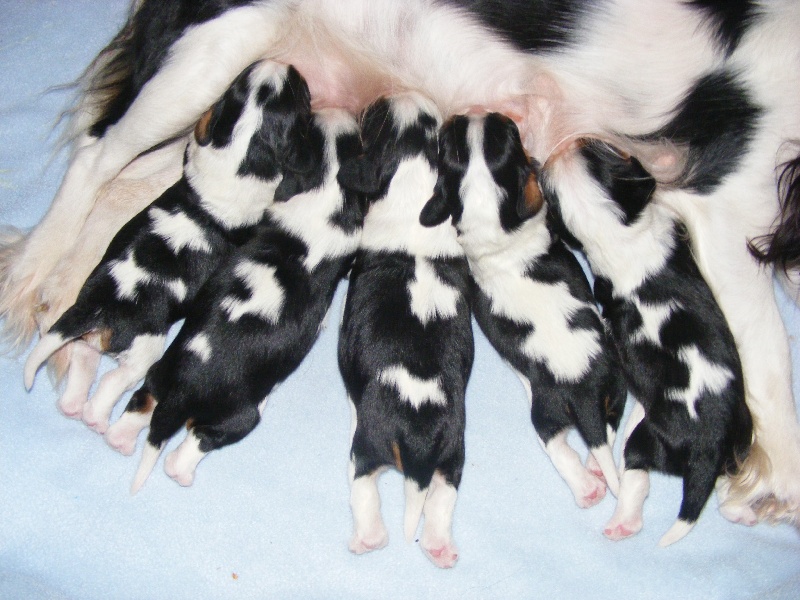 chiot Cavalier King Charles Spaniel De l'airial du bosque