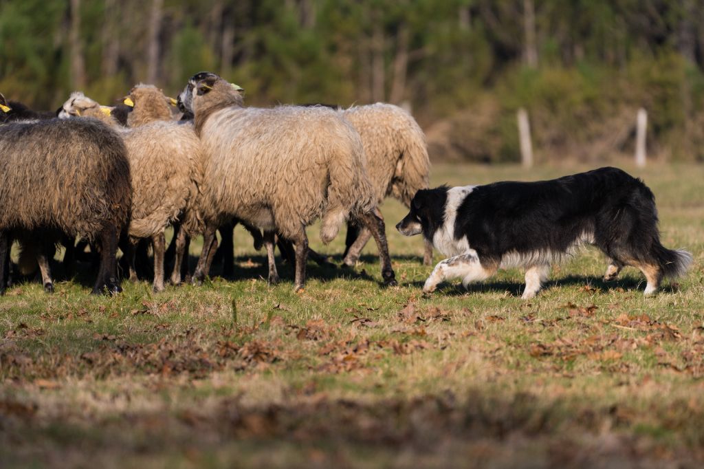 De l'airial du bosque - LANDES à Biscarrosse stages troupeau de l'Airial du Bosque 