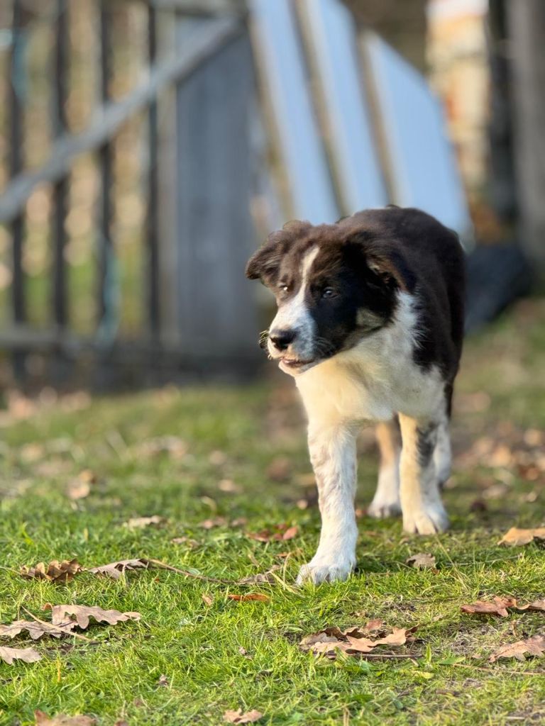 De l'airial du bosque - Chiots disponibles - Border Collie